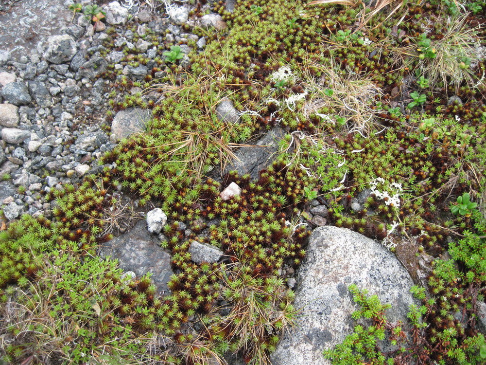 Polytrichum commune Hedw.